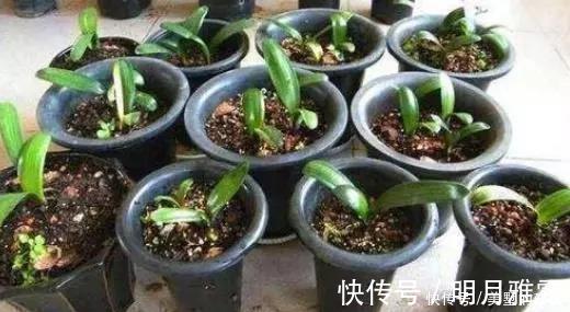 扦插君子兰、蟹爪兰，就用3种“溶液”，白根疯长，不久就成活