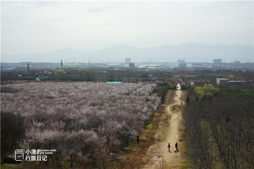 老年|西安城郊几百亩粉色花海，美得铺天盖地！人少没门票，要去趁早！