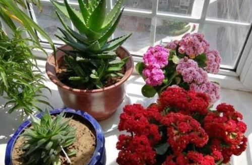 吊兰|4种植物最适合懒养,十天半个月不用浇水,照样长势旺