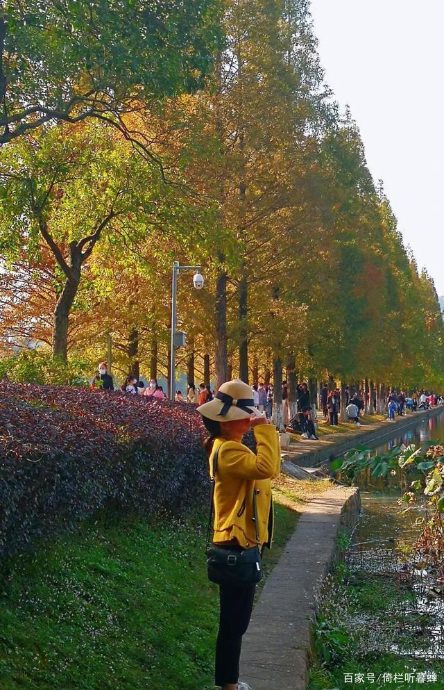 《七绝.初冬印象》霜染苍茫已入冬,枝条飞叶落无穷