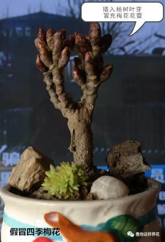 逛街碰到2种花，再喜欢也别买，买了就上当，根本活不了！