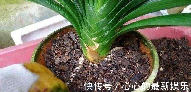 柳树|君子兰不见长、不开花“2种料”扔盆里,新芽多,一年开花2次