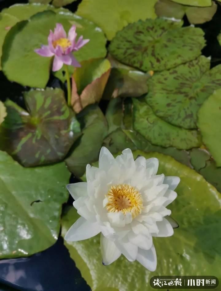 三潭印月|美炸了！三潭印月睡莲中的“大姐大”王莲，开了今年的第一朵花