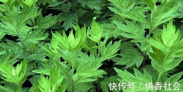 白萝卜|它是子宫肌瘤的“冤家”，坚持吃，或助你活血化瘀，肌瘤自然消