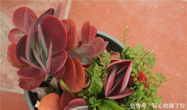 唐印,从菜到萌,从一到多!