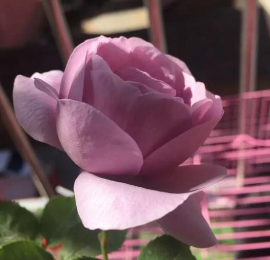 超级丰花|真的是蓝色系月季里的扛把子，赶紧入一棵，保证你吃不了亏