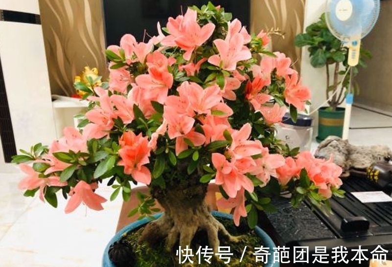 养花先养根,冬天并不需要根长的多快,而是要保证根不受损