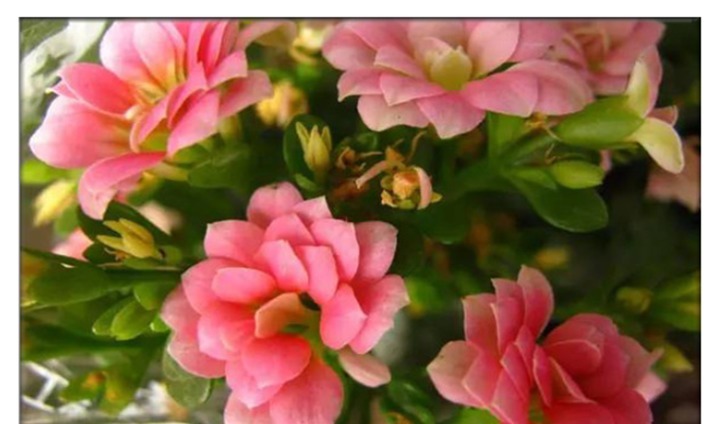 养长寿花，只要盆里埋上“它”，开成一个小花园比花肥还好使