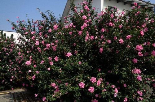 农村庭院有个大院子，种植这些花树，不但可以遮阴，而且花开不断