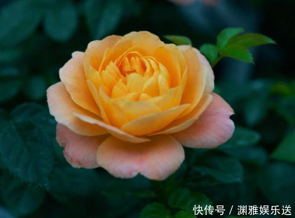 花型|喜欢牡丹，不如养“高档玫瑰”黑魔术玫瑰，色彩深红，花型大气