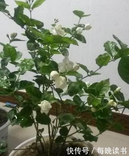 茉莉花|有4种花，最爱抽油烟机的“废油”，挖个洞、倒一点，轻松爆盆！