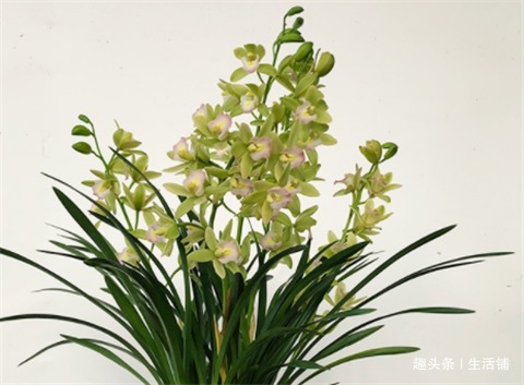 养好兰花,学会1招,苗壮花蕾多,养一盆爆一盆