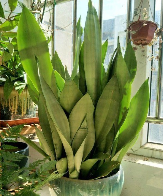 土壤|立春后,虎皮兰迟迟不出芽怎么办?满足4点,侧芽接连往外冒