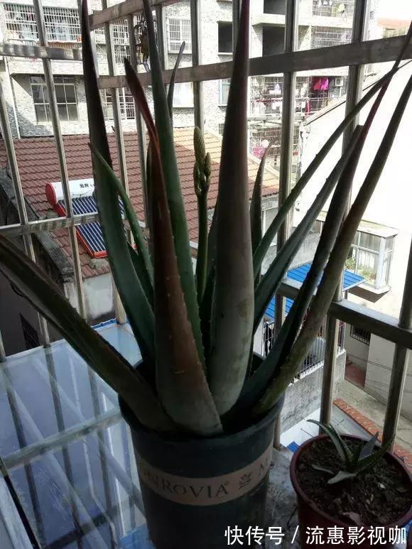 4种花有灵性,平时难开花,一有好事就开花!