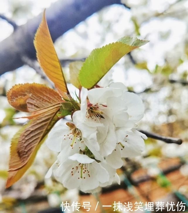 甜樱桃花开十里，云朵上花季来啦！|汶川100景 | a5313