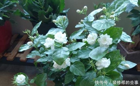 养分|养好茉莉花,这一步“不能缺”花开一茬接一茬,连续不间断