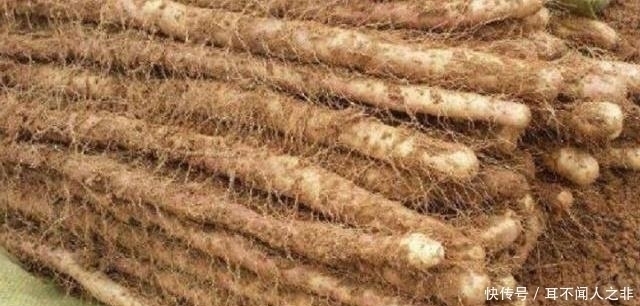 良心菜贩子的建议:要买到好山药,这3种不要碰,千万别浪费钱