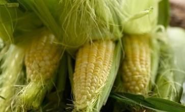 效果|10种植物是糖尿病的天然克星，效果最好的确被当垃圾扔掉