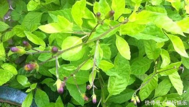 农民朋友|农村一种野草,10年前被炒到上百元一斤,如今1元一斤成笑柄