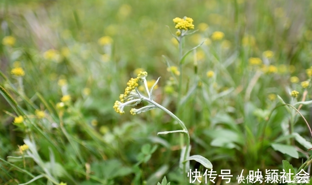 耳鸣耳聋|农村4种常见的野草,是不可多得的中药,关键时刻可以救你一命