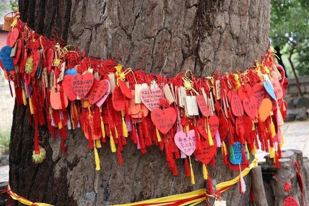 中年|北京海淀凤凰岭丨春节免费游园,助力“留京过年”!