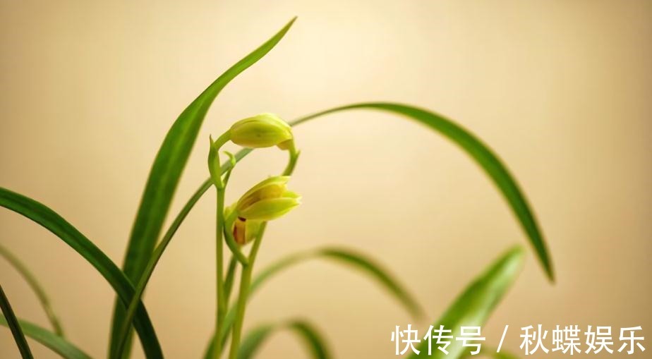 秋天养兰花,遇上“消苞”很郁闷,教你“护苞6招”,放心等花开