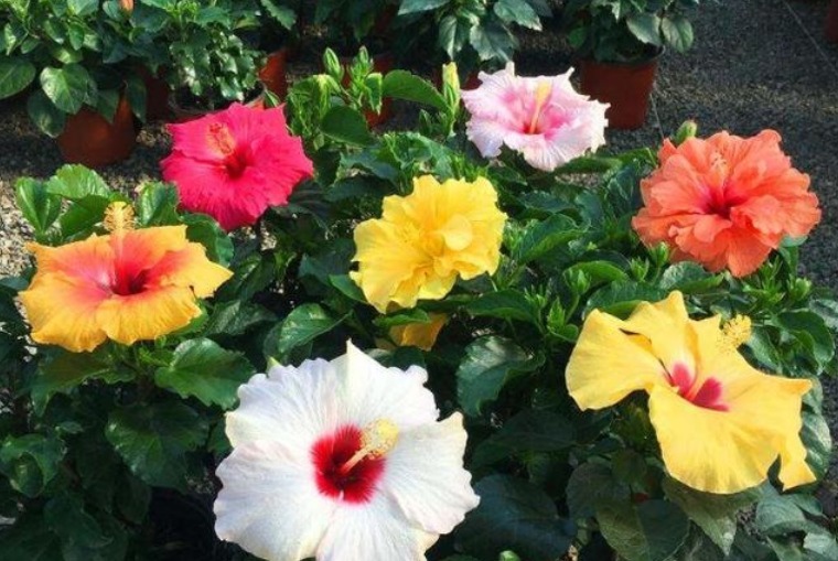 4种花,夏天不怕热,冬天不怕冷,四季都有花赏,满屋子飘香!