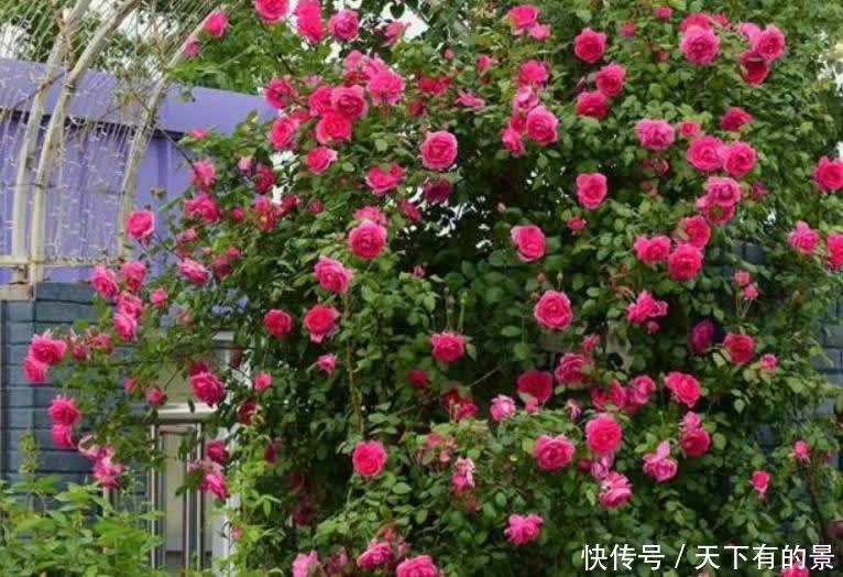 建议爱花人：院子不要空着，栽满花，美成花海，羡煞旁人