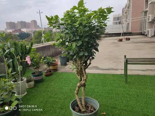 天下第一香,茉莉老树桩,轻松养成茉莉树,高端典雅大盆景