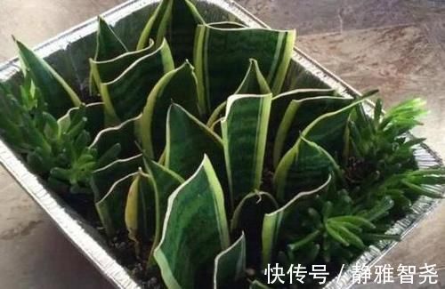 室内放绿萝、吊兰净化空气除臭味早过时了,现在更盛行虎皮兰