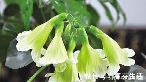 通风度|幸福的家里，就该养盆“幸福树”，四季常青，9月开出幸福花！