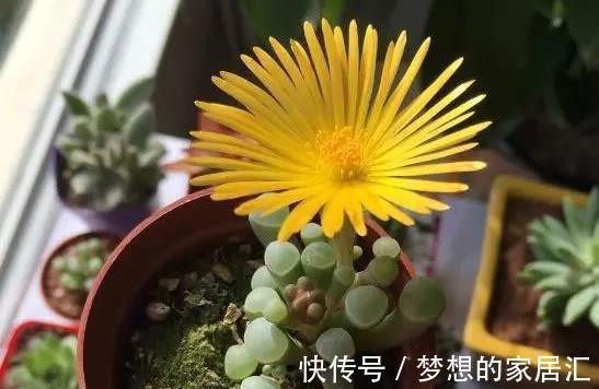 棒状|多肉五十铃玉叶形如小棒,顶端带有透明的窗,并且开花也好看