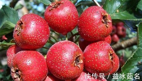 营养|山楂“开胃消食”,鲜山楂和山楂干哪个营养高呢?很多人都不了解
