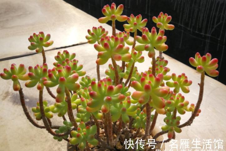 以至深秋，养一棵乙女心多肉老桩，冬天叶片就像QQ糖一样红润通透