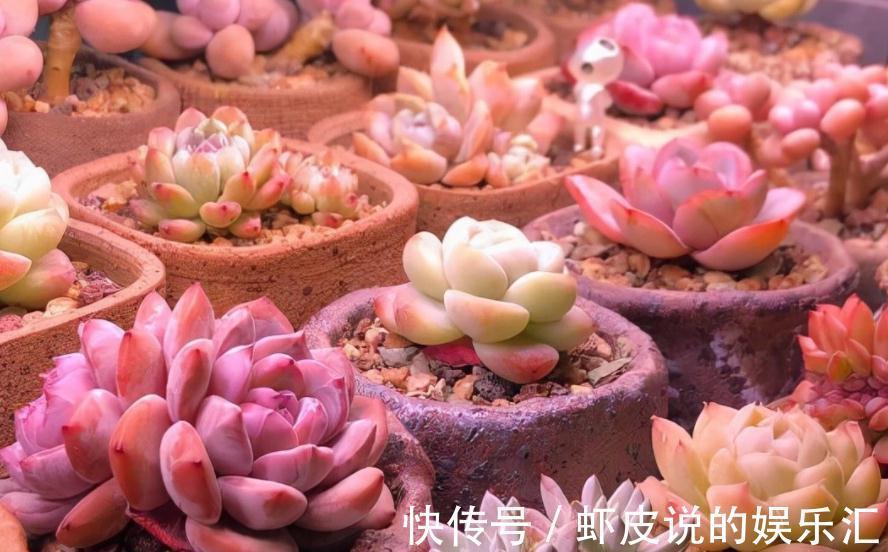 低温天养多肉,抓住4个要领,平安过冬不是问题,还不会徒长变丑