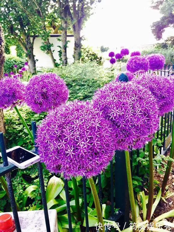 花球|5种花不用管,盆栽地栽都好养,自己就能长成大花球,花开还惊艳