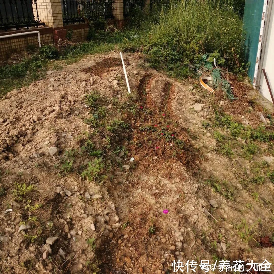 家门口种棵“吉祥花”，满树都开花，还有“镇宅”好兆头