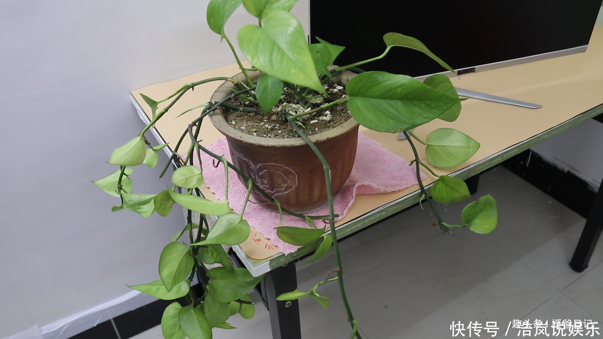 绿萝|你家有绿萝吗我也是刚刚才知道,肯定不是迷信