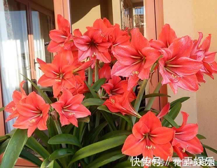 初夏养朱顶红，“6细节、2注意”学到手，开出大花朵