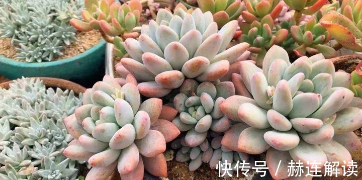 艾伦|姐姐养了9年的多肉,没有买肥就用它,个个长成精!