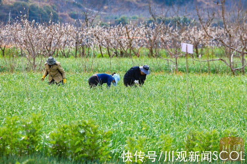 黄刚|睛彩雅安(56)︱来赏！汉源花海果乡第一波春花已上线