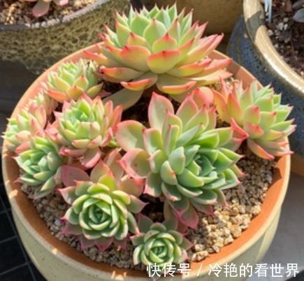 秋天养多肉三色堇,了解掌握4个要点,长出红黄渐变色很高级