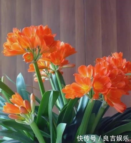 想要君子兰快速开花?教你3招,学会了叶片油亮,绽放层叠群花