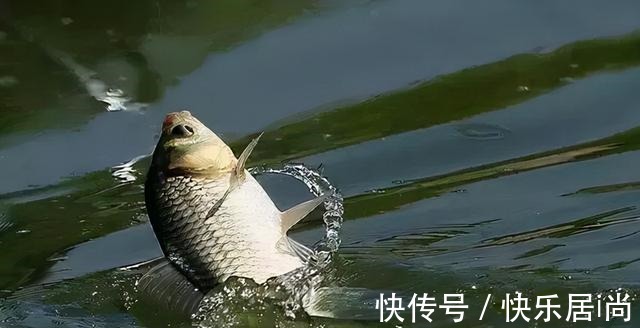 用羊油钓鲫鱼堪称一绝，如果能做到这三点，效果会杠杠的！