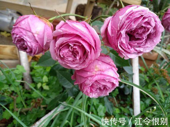 路边有“2种宝贝”,捡回来养花,往花盆里埋,花卉窜出大白根!