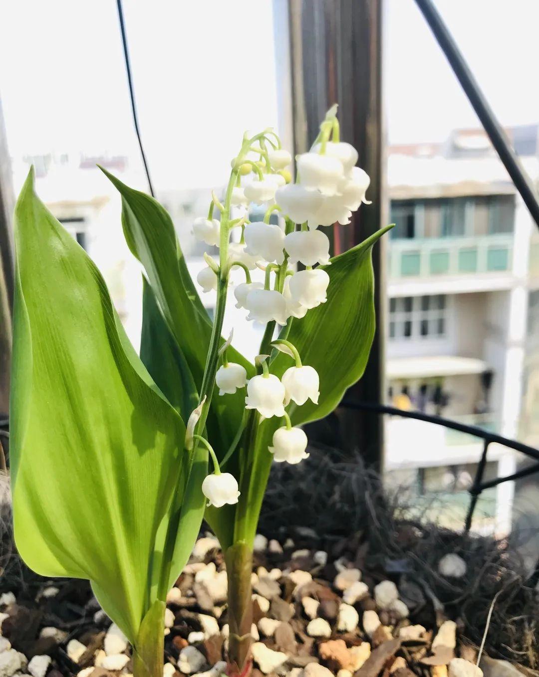 “10种花”好养又漂亮,有点散光就“生长”,花叶俱美,富贵大气