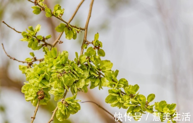 小根|65种野菜图片,带你认识不同的野菜和吃法,你想要的野菜这里都有