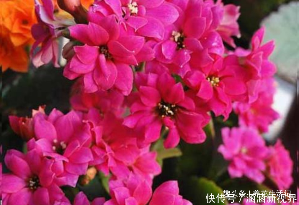 土壤|长寿花“浇水”方法,学会后根系不腐烂,生长状态好!