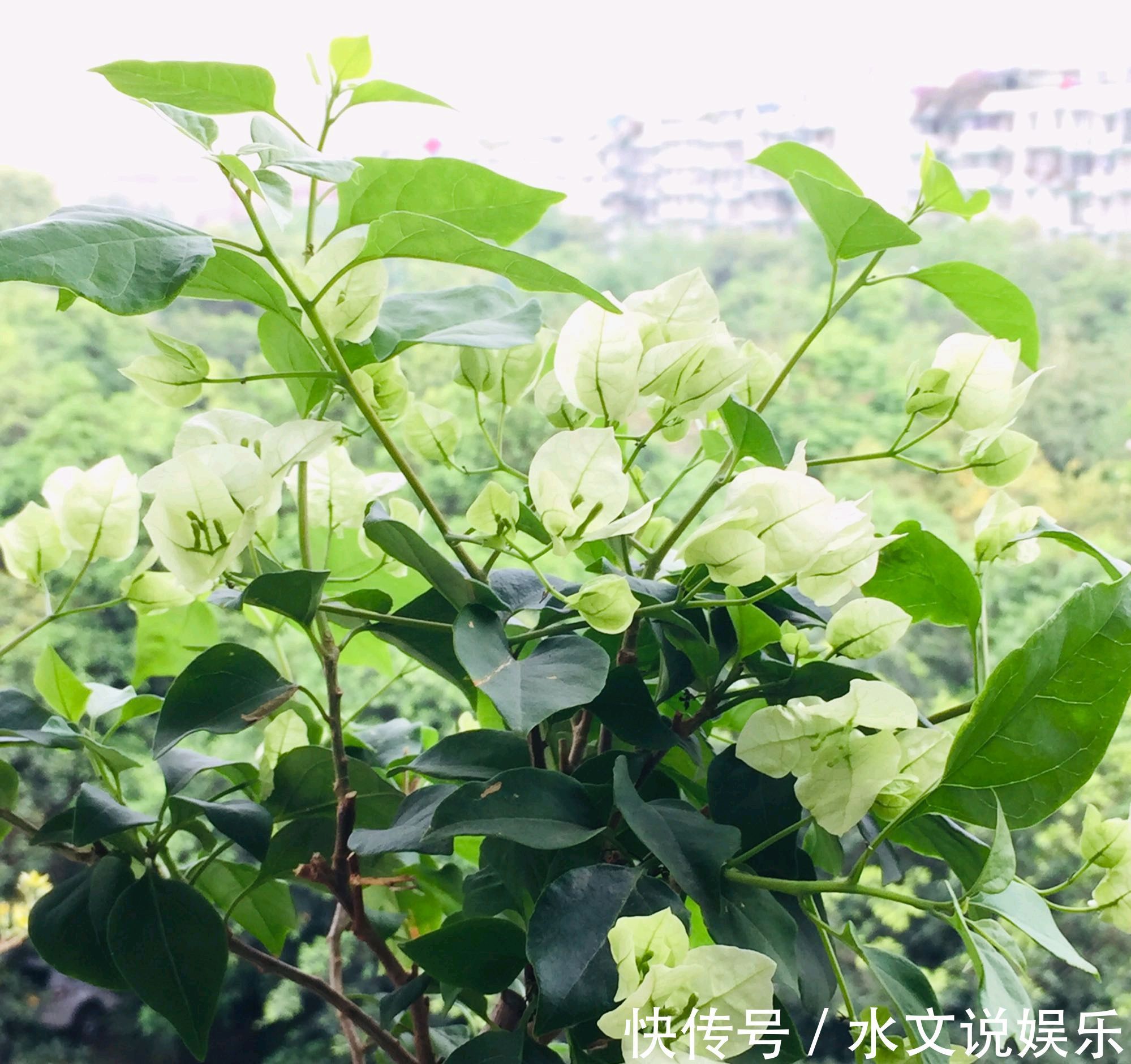 爆盆|三角梅矮化促花芽分化技巧,没事喷喷“它”,开花爆盆又造型紧凑