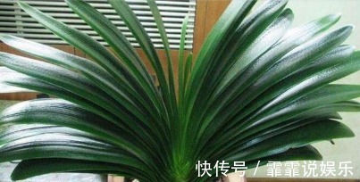 基肥|家居养花君子兰盆中加入这3种物质,还需要施肥吗